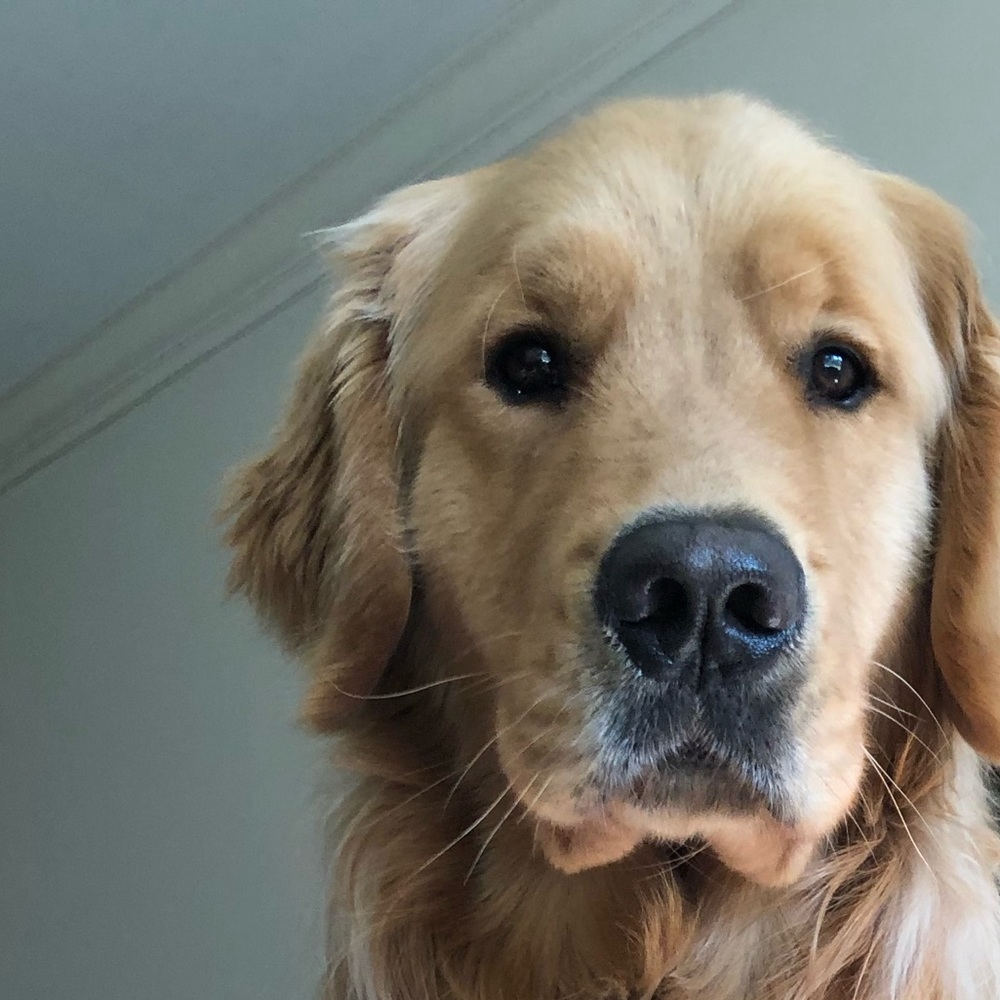 Meet your Posher, Ken